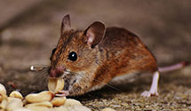24 Hour & Emergency Exterminators in Shenandoah, VA